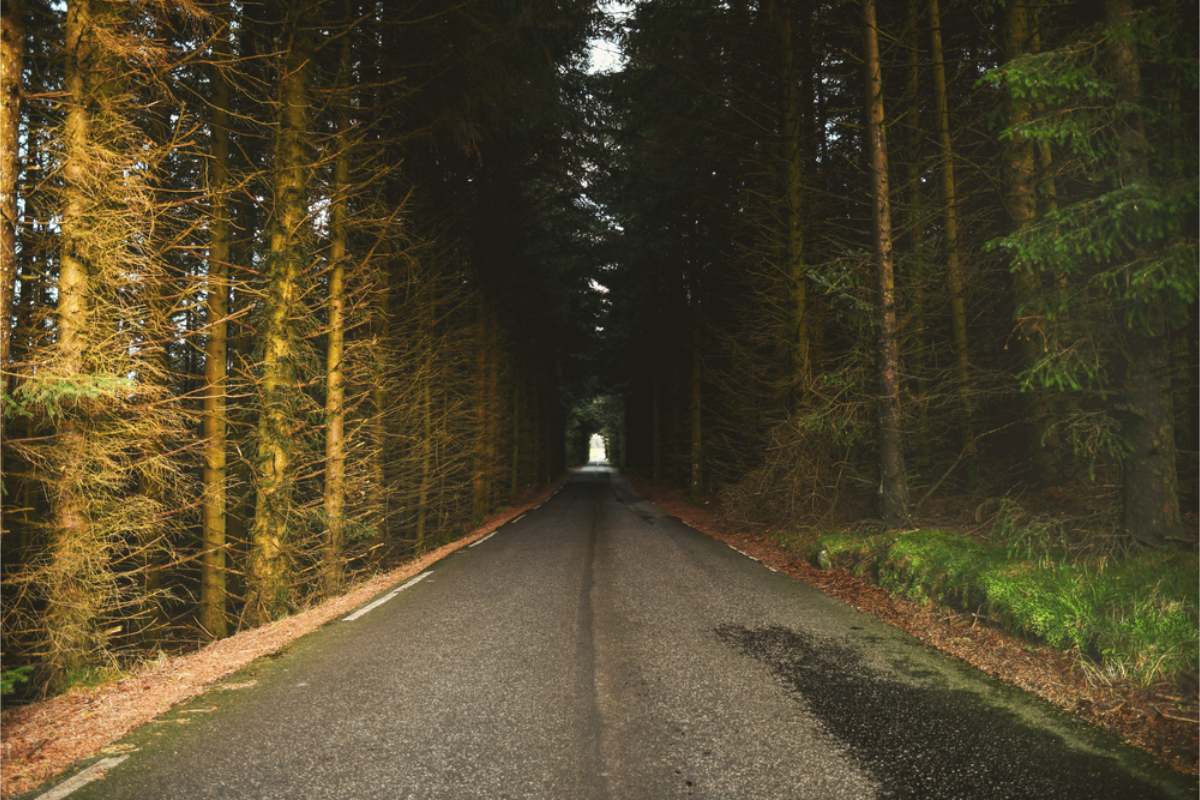 Norwegian forest Narrow paved road running straight through dense spruce forest, with fallen needles along the verges