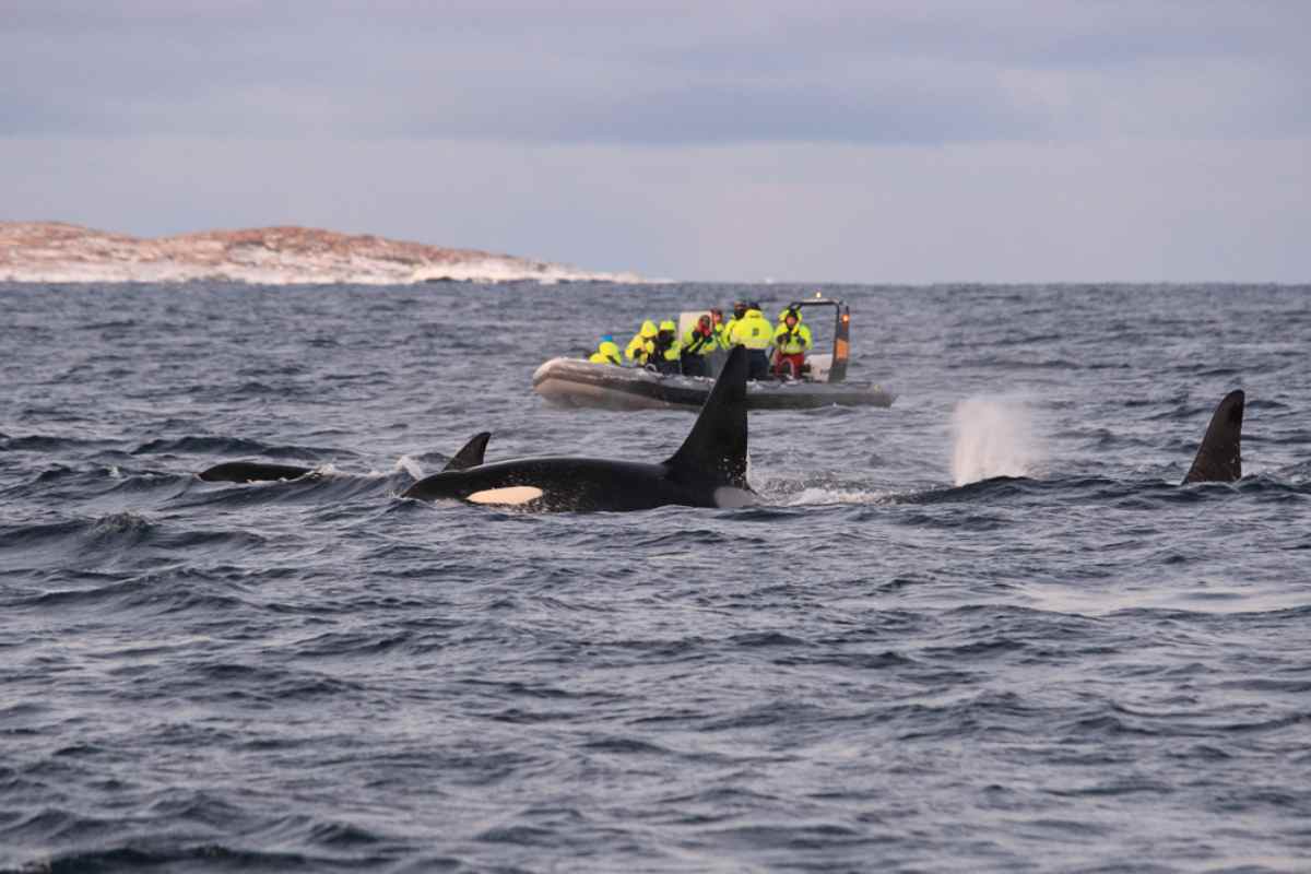 Group on a boat watching orcas swimming in Arctic waters.