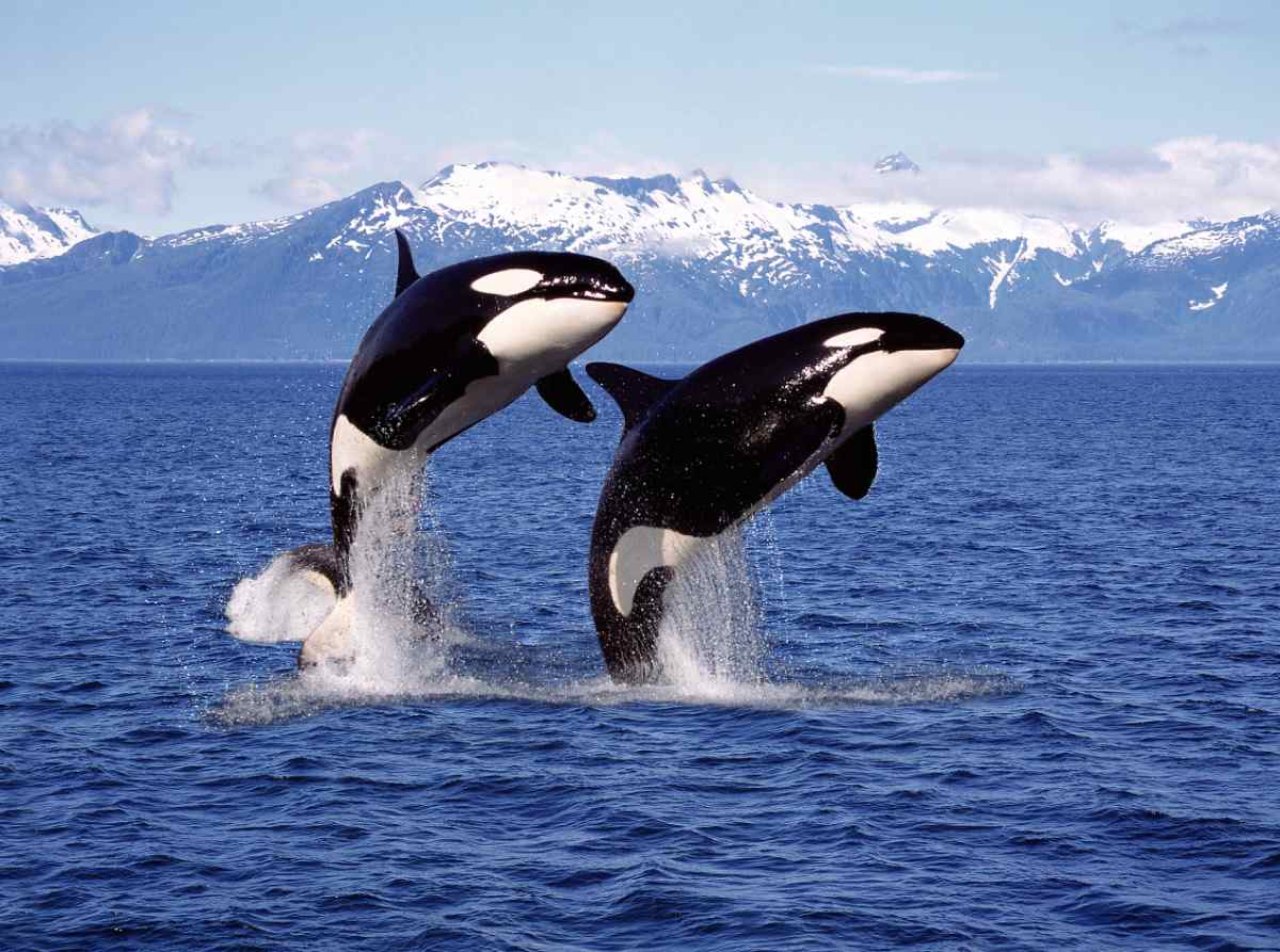 Orcas in Tromso