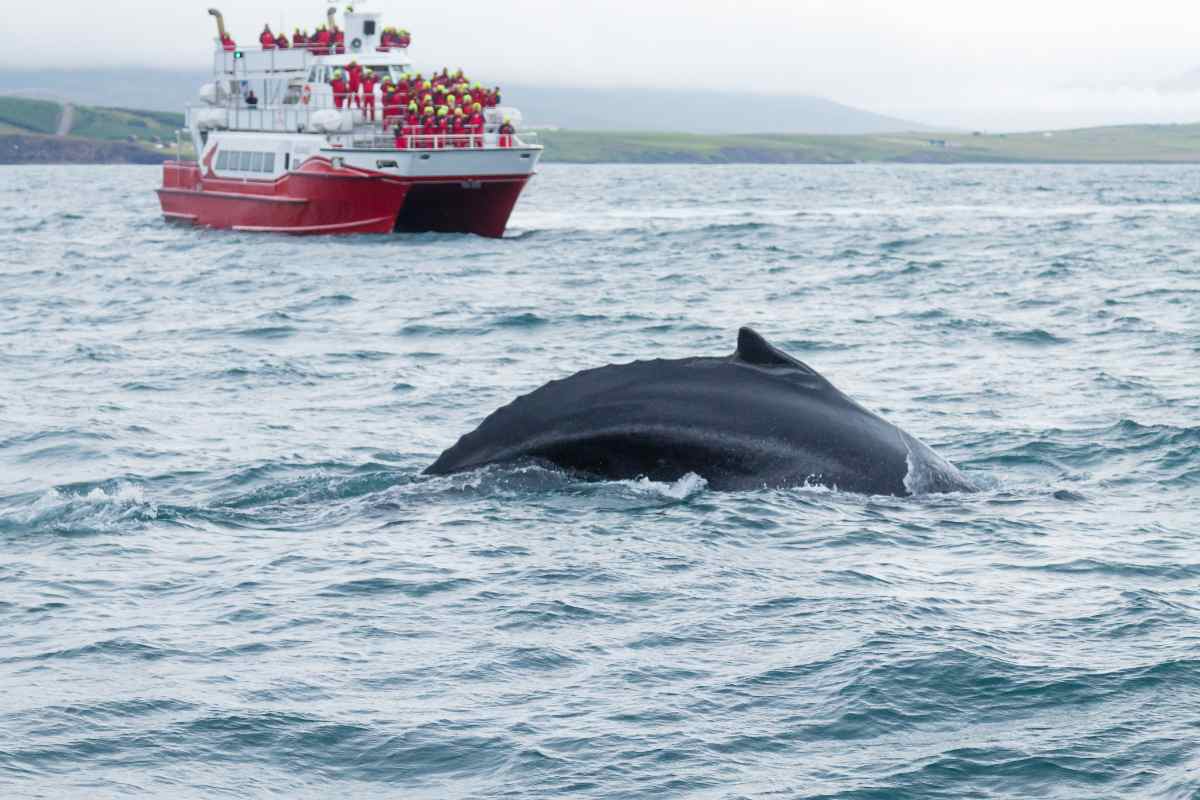 norwegian orcas