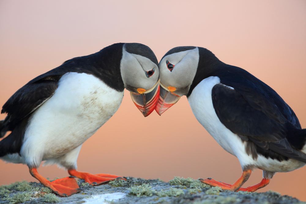 Two puffins in Norway