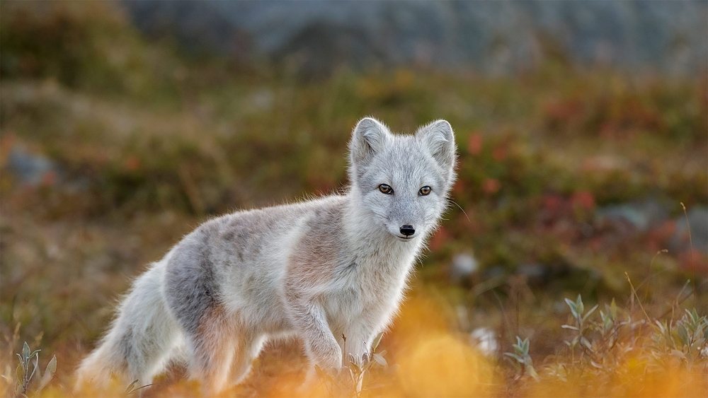 Exploring the Diverse Wildlife of Norway