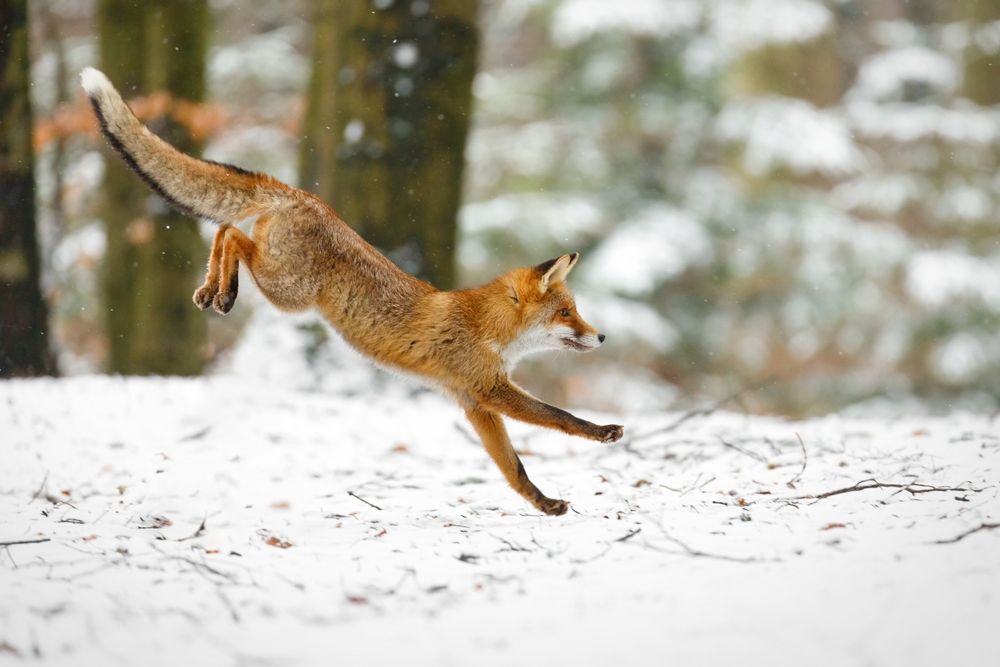 Fox in Norway