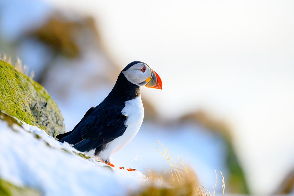 Puffin in Norway